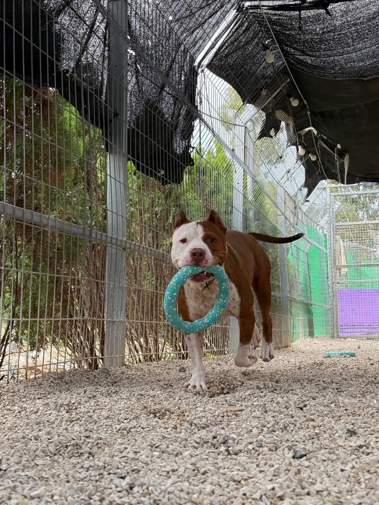 ביג מייק (צילום: גלבוע אוהבת חיות) ביג מייק