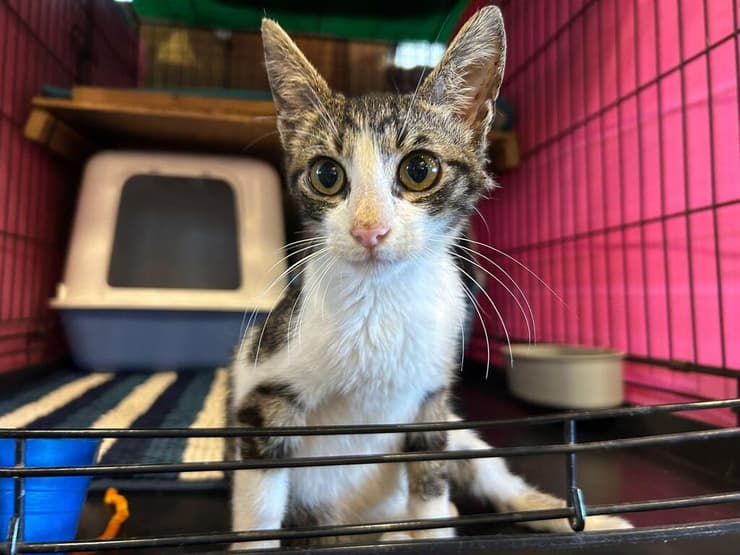 גורי (צילום: עמותת להתחיל מחדש) גורי