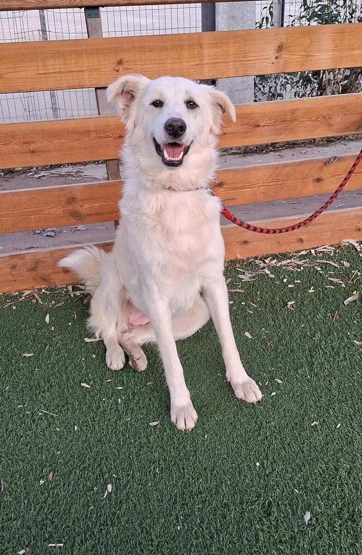 שלגיה (צילום: עמותת החיות ואנחנו) שלגיה