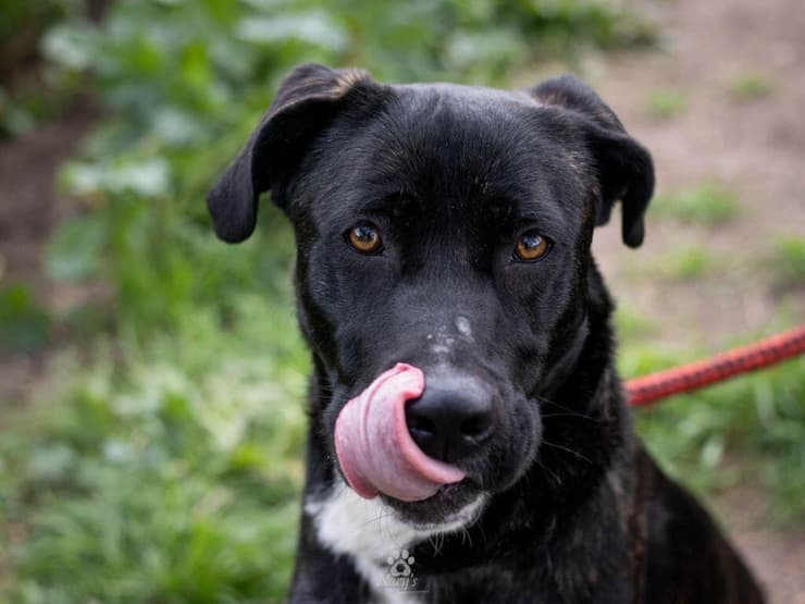 פיטר (צילום: שרי חיון) פיטר