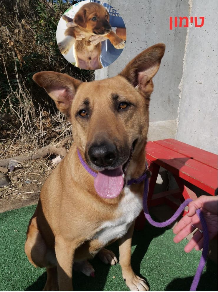 סימון (צילום: צער בעלי חיים ירושלים) סימון