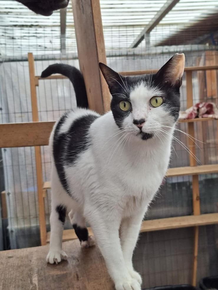 בוסינקה (צילום: ראשון אוהבת חיות) בוסינקה