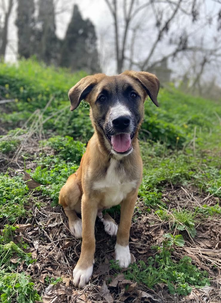 צ'יקי (צילום: עמותת חבר למען הכלבים) ציקי
