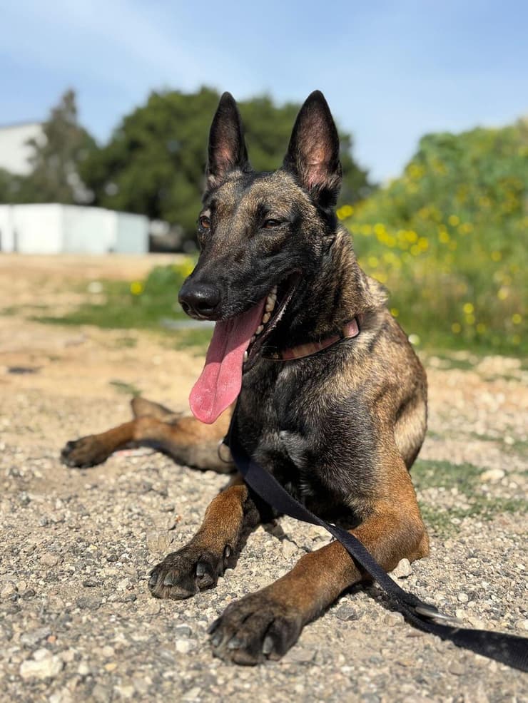 מנטה (צילום: כלבייה עירונית אשדוד) מנטה