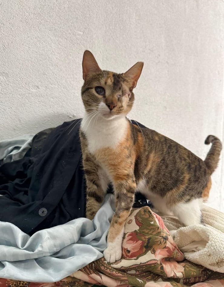 מדלן (צילום: עמותת כפר החתולים) מדלן