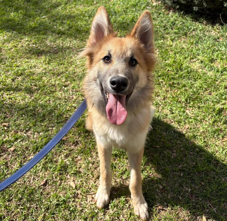 לוק (צילום: שירות וטרינרי ראשון לציון) לוק