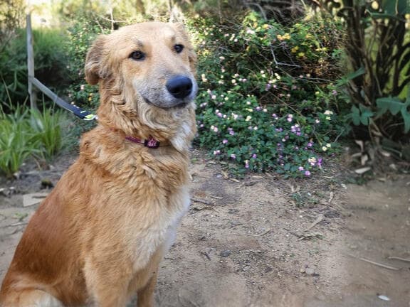 דייב (צילום: עמותת S.O.S חיות) דייב