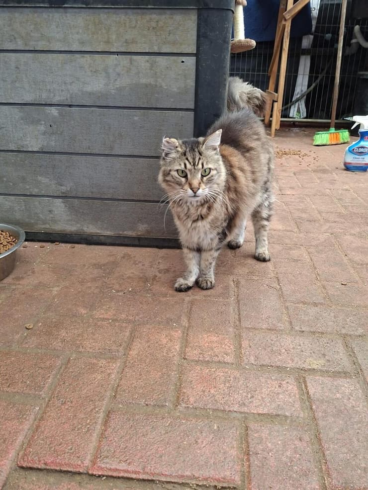 קאפה (צילום: ראשון אוהבת חיות) קאפה