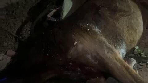 סוס מת מירי בקלנסווה