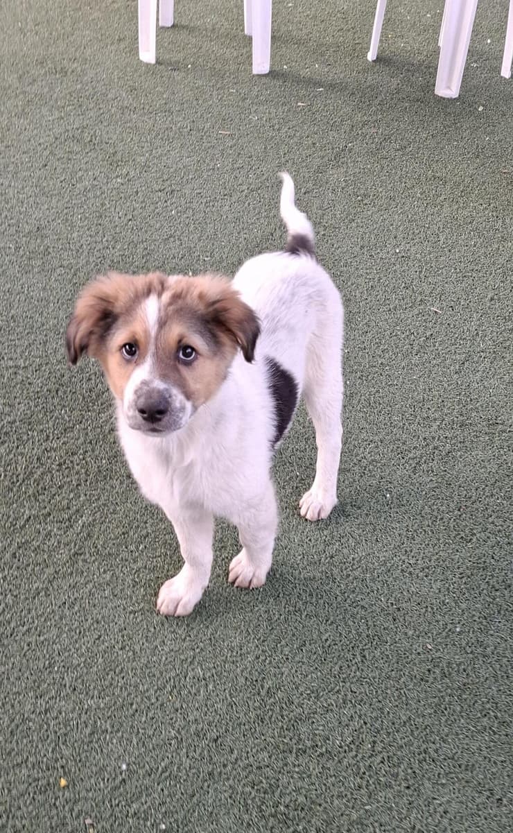 ארנון (צילום: עמותת החיות ואנחנו) ארנון