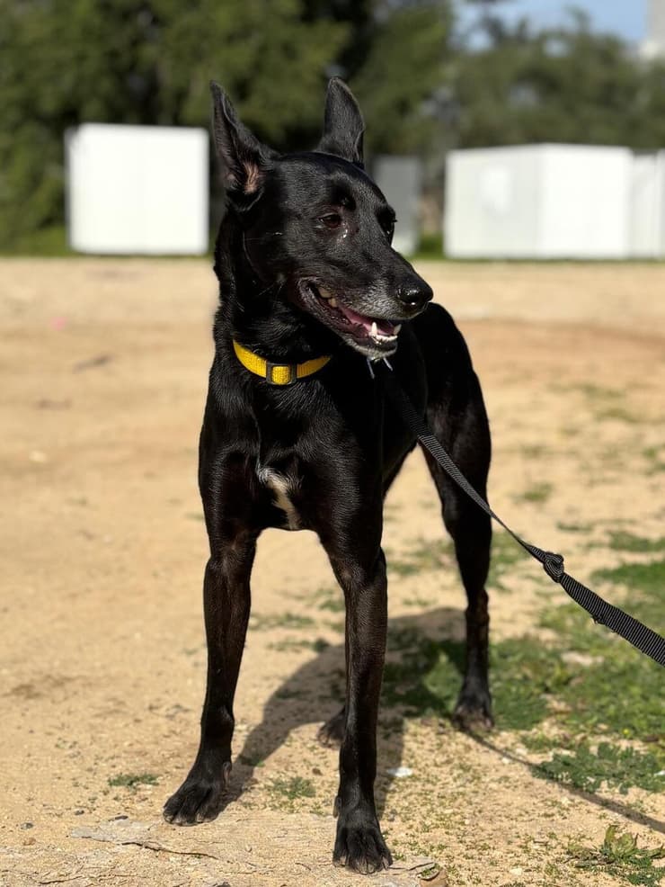 בלאק (צילום: כלבייה עירונית אשדוד) בלאק