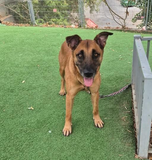 טומי (צילום: בשביל בעלי החיים) טומי