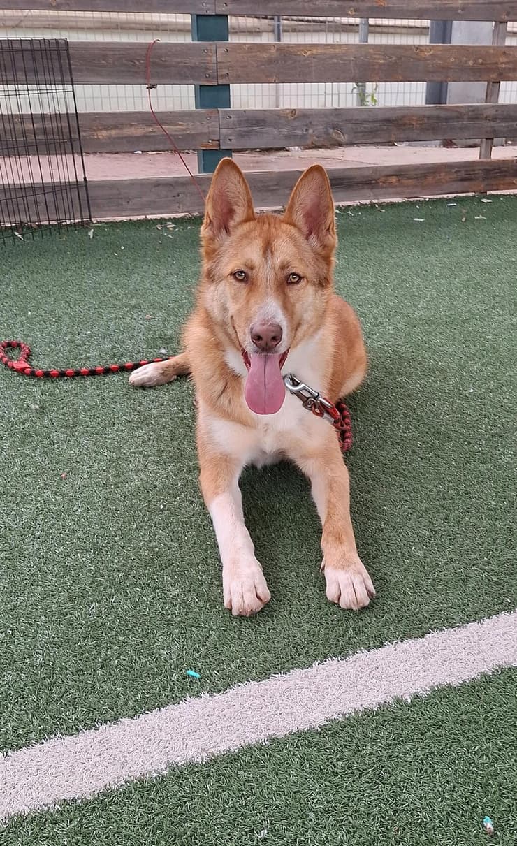 בובי (צילום: עמותת החיות ואנחנו) בובי