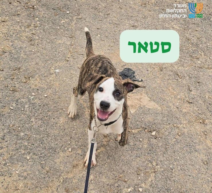 סטאר (צילום: כלביית הגלבוע) סטאר