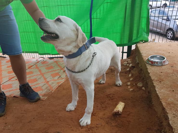 בונו (צילום: עמותת להתחיל מחדש) בונו