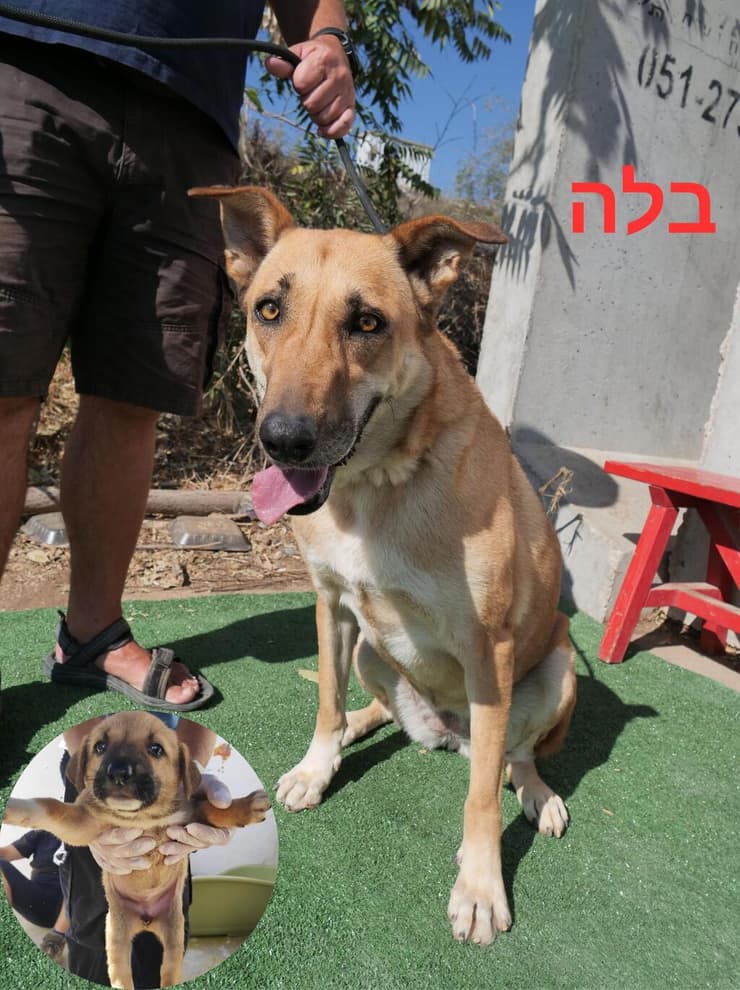 בלה (צילום: צער בעלי חיים ירושלים) בלה