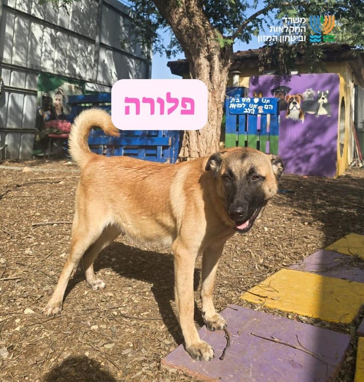 פלורה (צילום: כלביית הגלבוע) פלורה