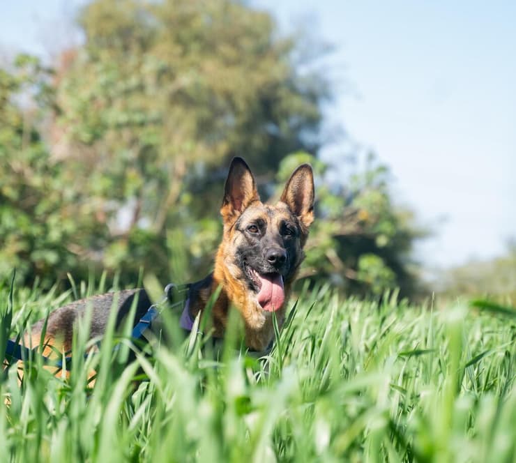 סתיו (צילום: עמותת חבר למען הכלבים) סתיו