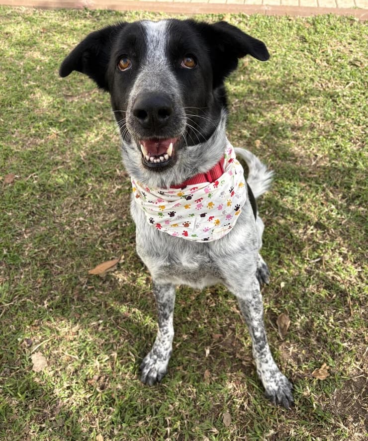 סופה (צילום: שירות וטרינרי ראשון לציון) סופה