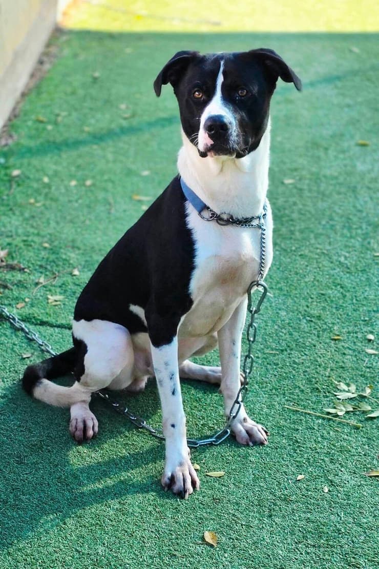 דמקה (צילום: בשביל בעלי החיים) דמקה