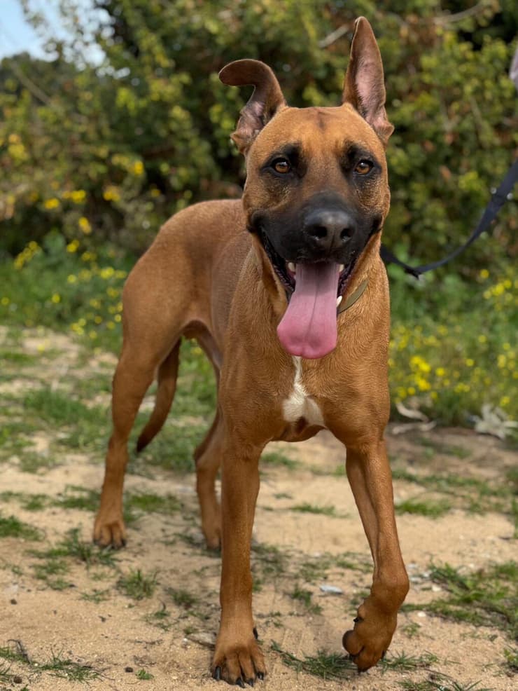 פרדי (צילום: כלבייה עירונית אשדוד) פרדי