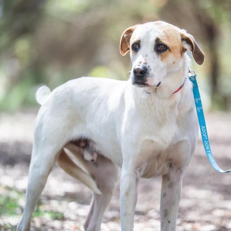 עוזי (צילום: תנו לחיות לחיות) עוזי