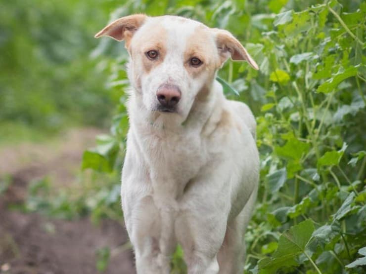 פופי (צילום: שרי חיון) פופי