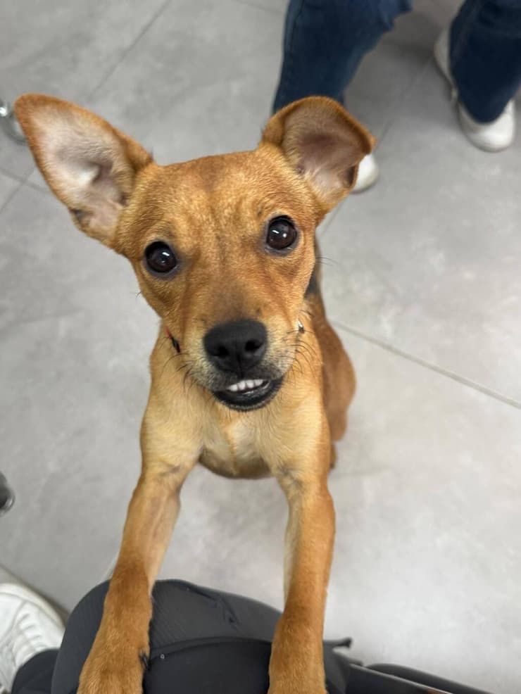 ג'ון (צילום: בשביל בעלי החיים) ג'ון