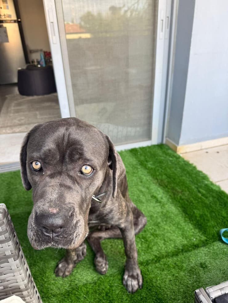 צ'יקיטה (צילום: חיים חדשים לכלבים) צ'יקיטה