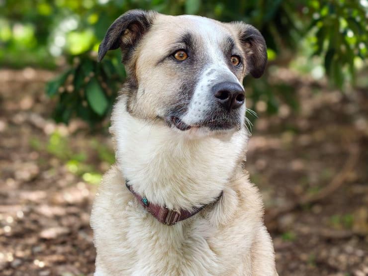 הופי (צילום: ירדן משה) הופי