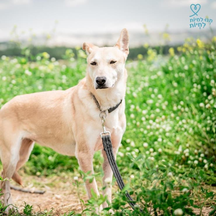 ליה (צילום: תנו לחיות לחיות) ליה