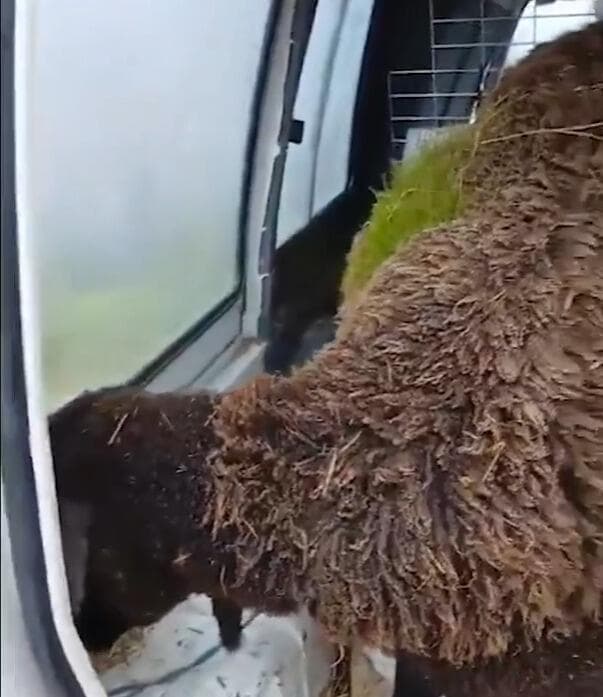 אחת הכבשים שהפכו ירוקות