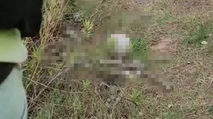 שרידי עצמות שנמצאו בפסגת זאב