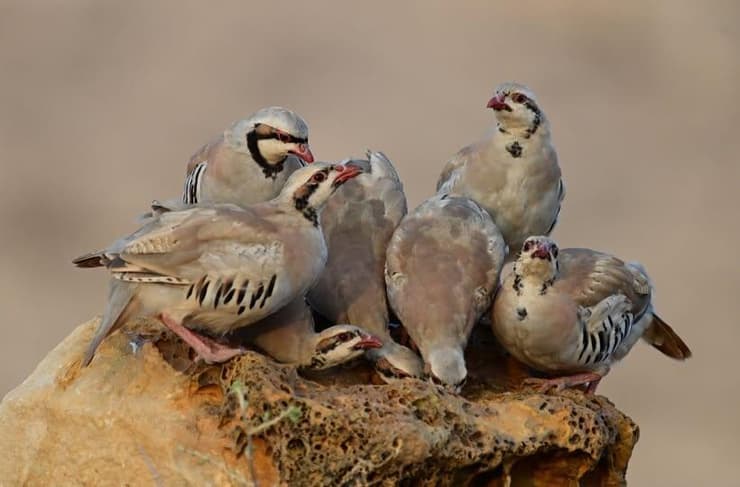 משפחת חוגלות על סלע במדבר