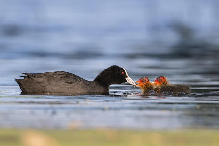 אגמית ואפרוחיה