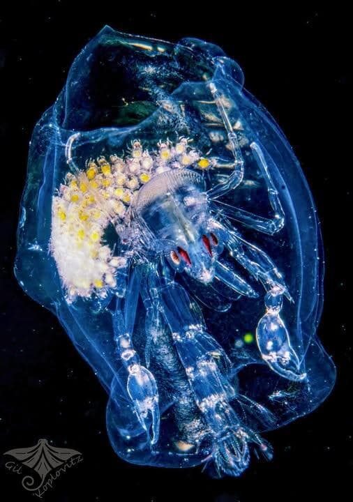 פרונימה עם צאצים באילת