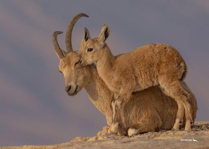 יעלים במצפה רמון