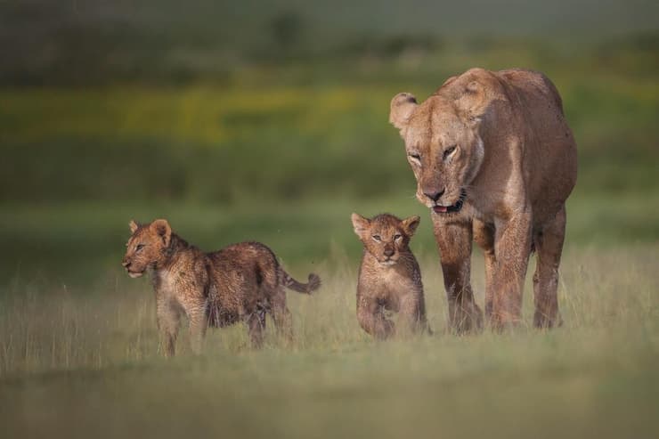 משפחת אריות באפריקה