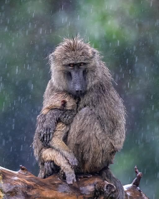 אמא בבון מגינה על גורה מפני הגשם באפריקה