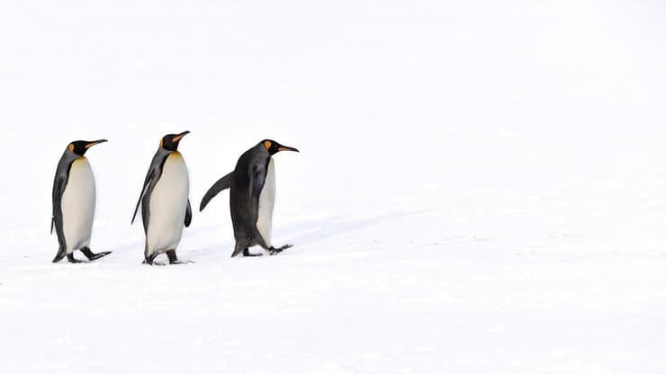 משפחת פינגווינים באיי ג'ורג'יה הדרומית