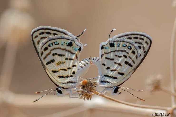 כחליל השיזף בישראל