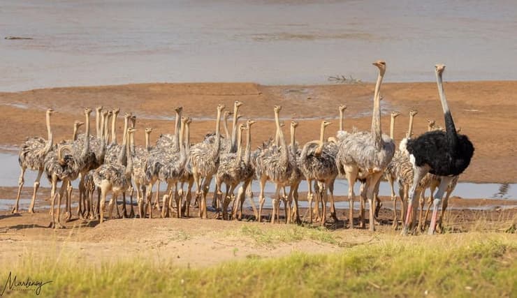 יענים בקנים