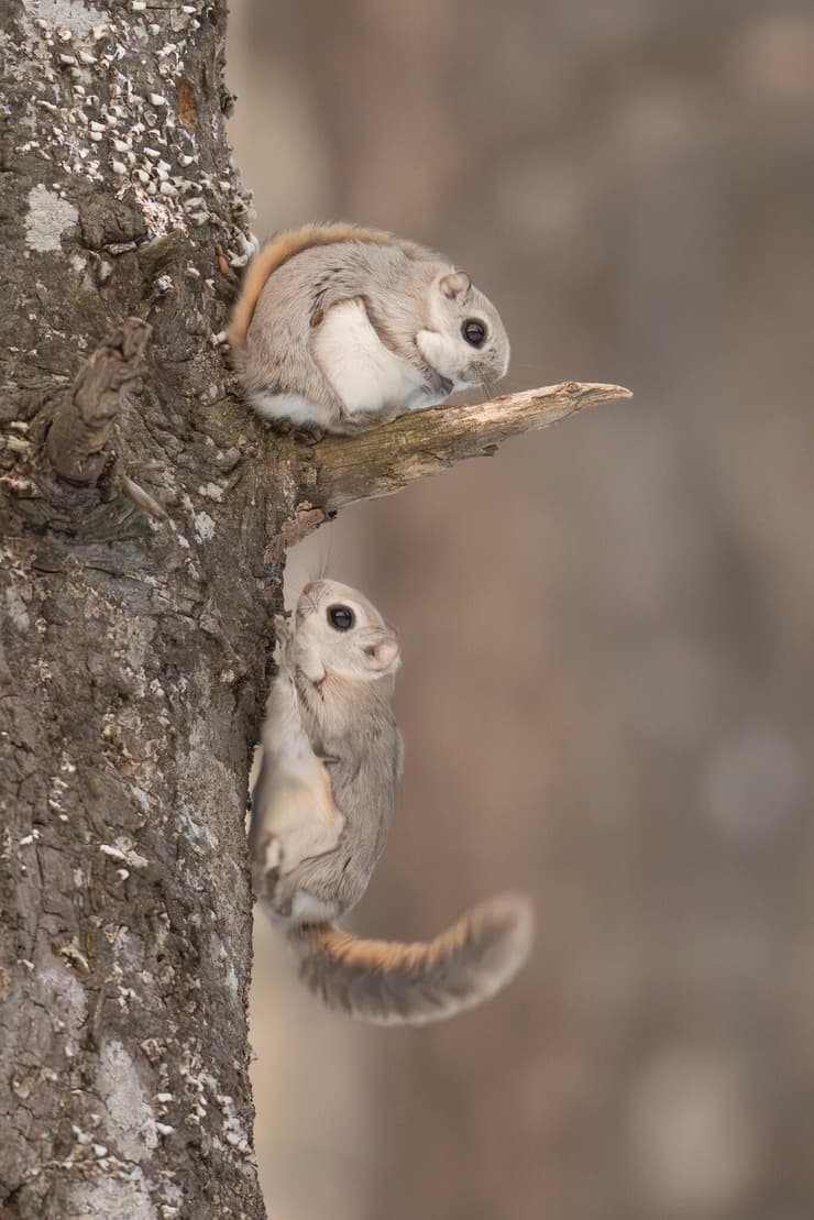 סנאי יפני מעופף בהוקאידו שביפן