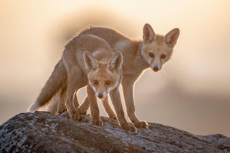 שועלים צעירים בגולן