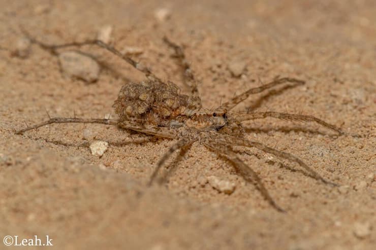 נקבת רצחול מדברי בישראל, כשעל גבה משפחה חדשה