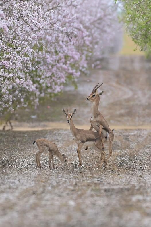 צבאים במטע שקדיות בדרום הארץ