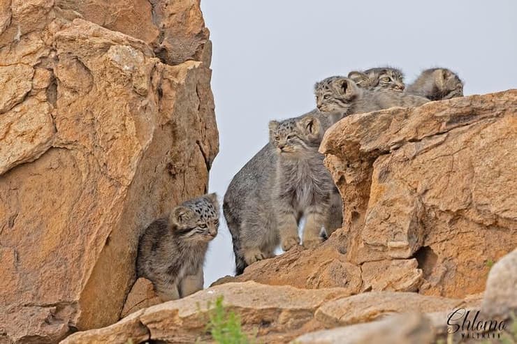 משפחת חתולי פאלאס במונגוליה