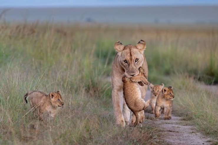 אמא לביאה וגוריה באפריקה