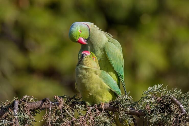 דררות בישראל, ברגע מיוחד של בניית משפחה