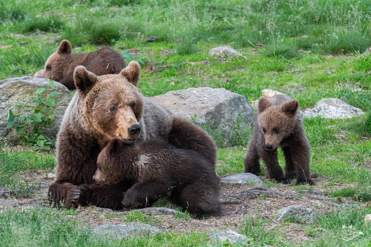 זהבה ושלושת הדובים בפינלנד